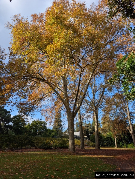 Striking colour on London Plane in Adelaide Botanic Gardens