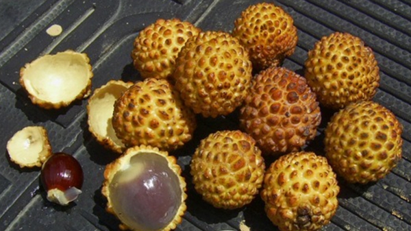 Dimocarpus longan ssp malesianus fruit