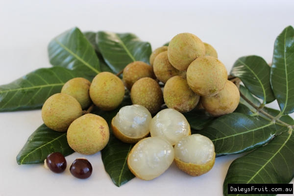 Kohala Longan by Daleys Fruit Tree Nursery