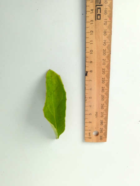 Leaf of the Longevity Spinach