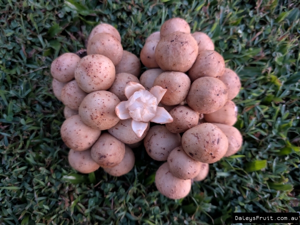 Longkong fruit pile on grass with top fruit peeled to display segments