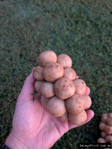 Hand holding Longkong fruit in dense cluster above grass