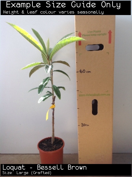 Loquat - Bessell Brown For Sale (Size: Large) (Grafted)