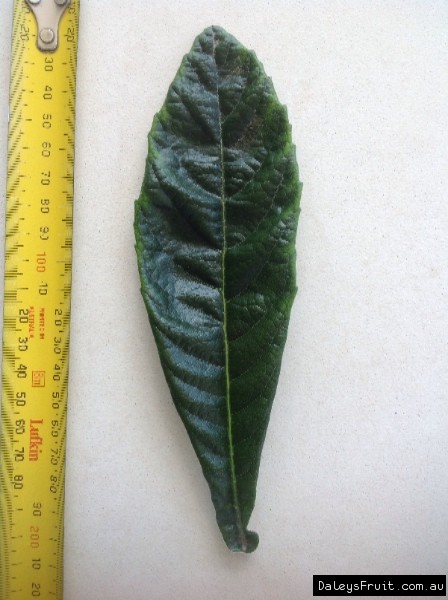 Leaf of the Loquat Nagasakiwase