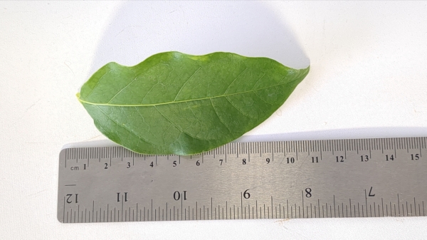 Leaf of the Loroco