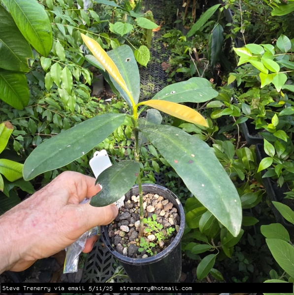 Young Lucs Garcinia tree in a small pot