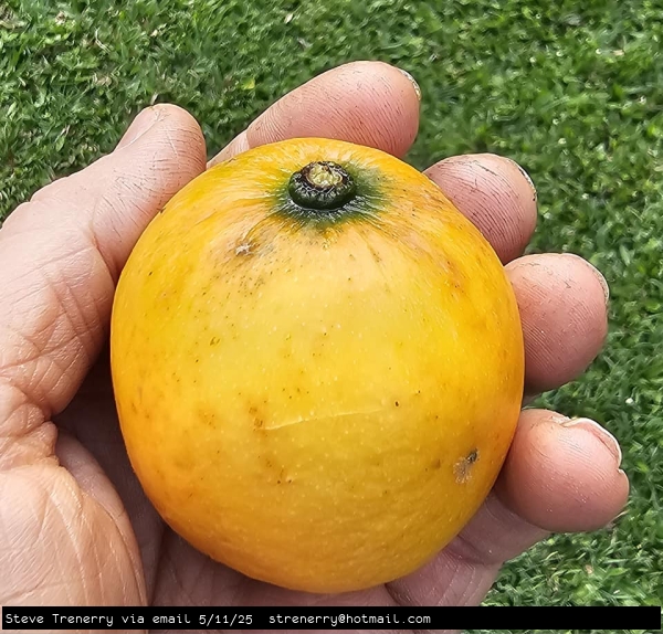 Bright yellow ripe Lucs Garcinia fruit in hand