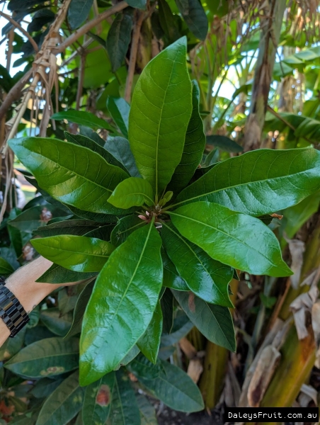 Lucuma leaf whorl in Adelaide Botanic gardens SA