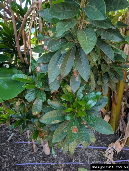 Lucuma with slight sunburn in Adelaide Botanic gardens SA