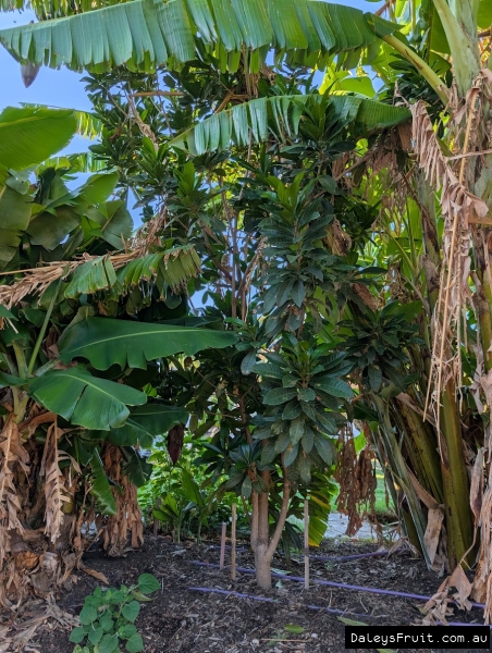 Lucuma growing well in Adelaide Botanic gardens SA