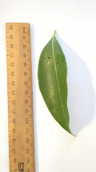 Leaf of the Lychee - Baitaying