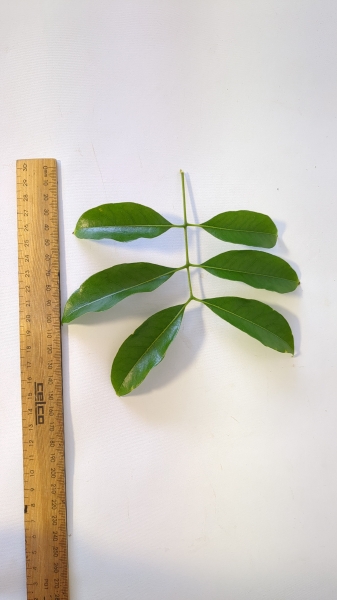 Leaf of the Lychee - Bosworth 3