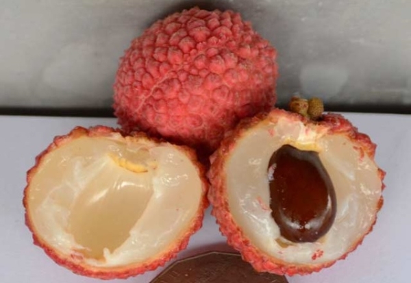 Chompogo or Xiang Pogo Lychee cut in half showing seed