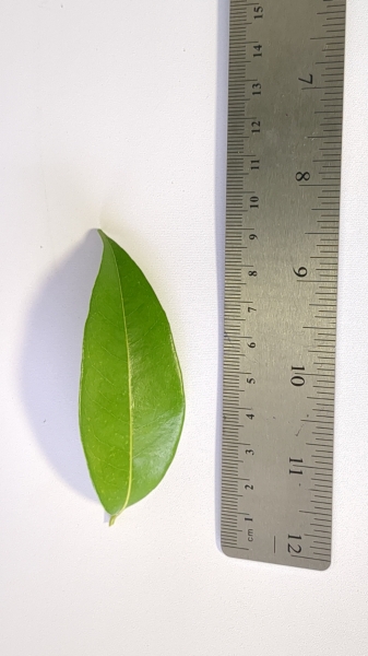 Leaf of the Lychee - Erdon Lee