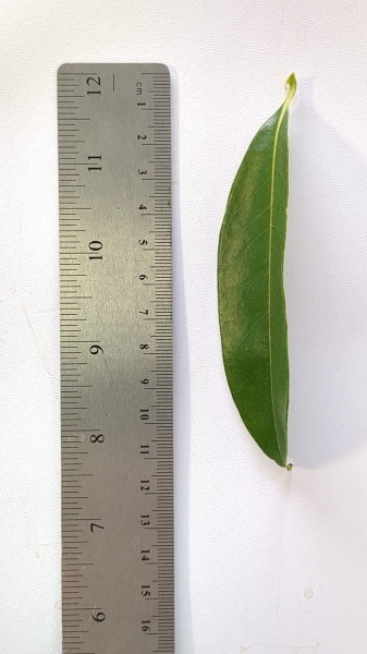 Leaf of the Lychee - Lin San Sue