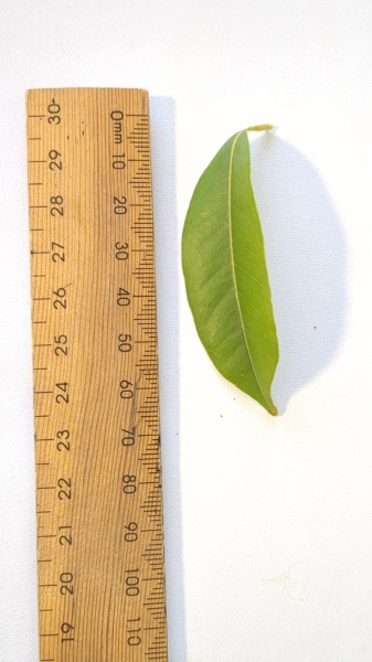 Leaf of the Lychee - Red Ball