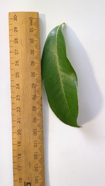 Leaf of the Lychee - Seedless