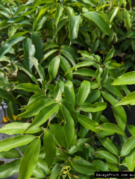 Leaves of the Tai So Lychee tree