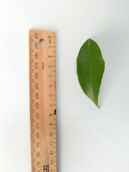 Leaf of the Lychee - Tai So