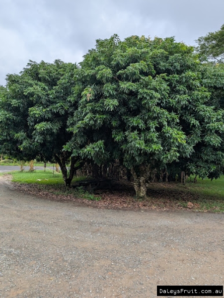 Mature tree form showing dense foliage of Lychee trees