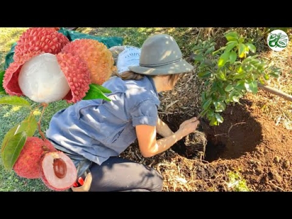 YouTube: Planting Instructions for a successful lychee tree