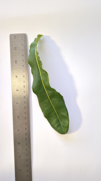Leaf of the Macadamia - A29