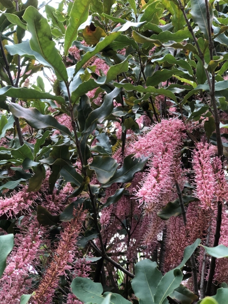 The Vibrant pink flowers of the bush nut make this an absolutely stunning feature tree for the native edible garden