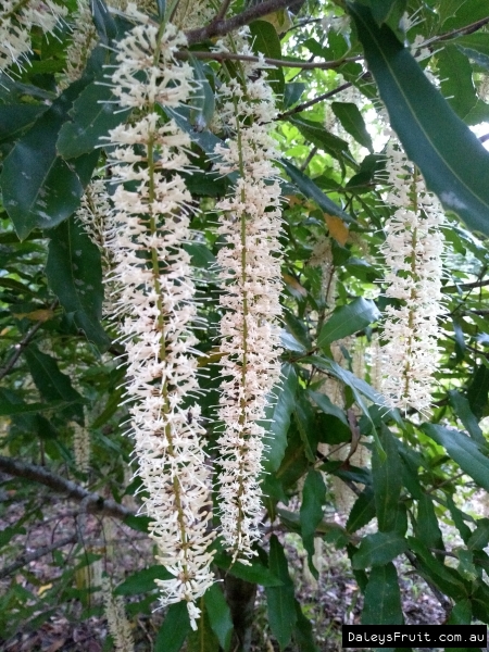 Macdamia flowers are quite interesting how they are long and fine