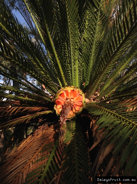 Macrozamia moorei zamia cycad