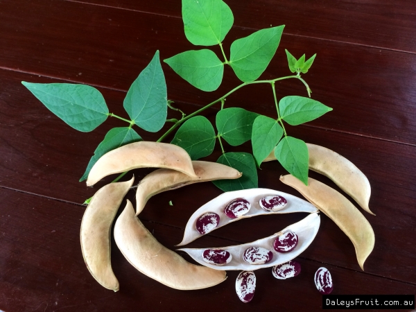 Mature Madagascan beans straight from the vine