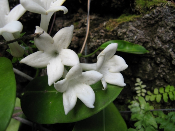 Buy Madagascar jasmine Plants - Stephanotis floribunda