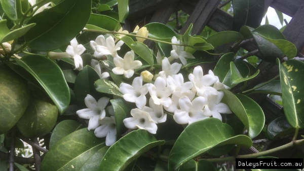 Flowers of the Madagascar jasmine Stephanotis floribunda in Corlette NSW Australia