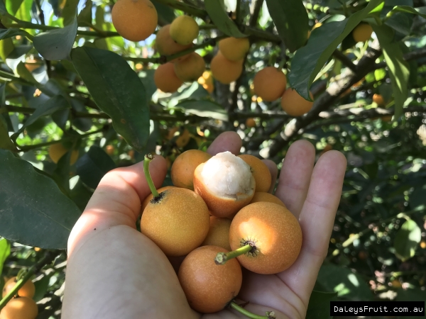 Madrono in hand up against the fruit tree