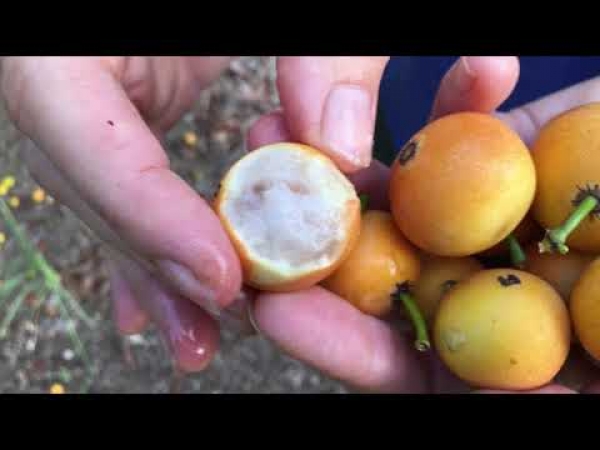 We Explore the Fruit and talk about how they grow in different climates comparing them to the Achacha but for cooler weather