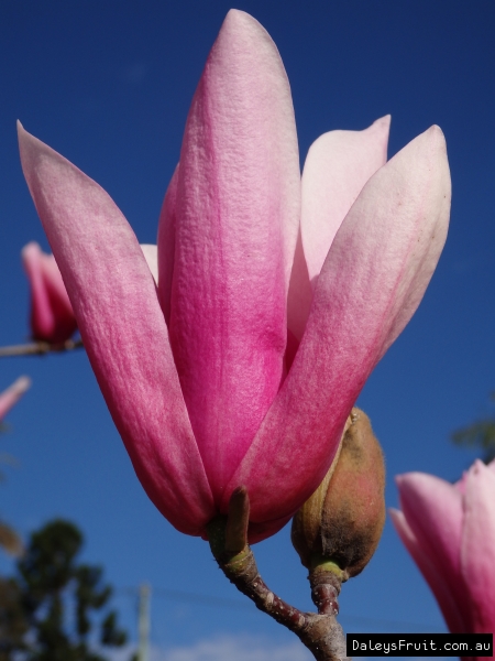 Heaven Scent Magnolia blossoms