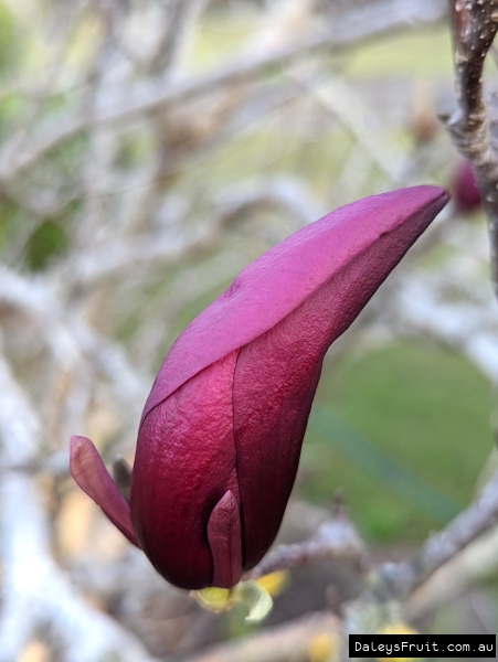 Flower bud of the deep purple magnolia midnight starting to open
