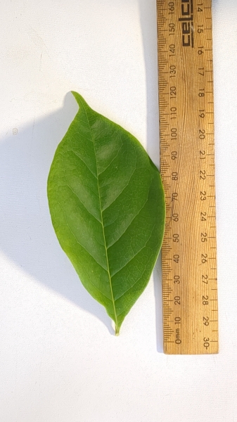 Leaf of the Magnolia Midnight