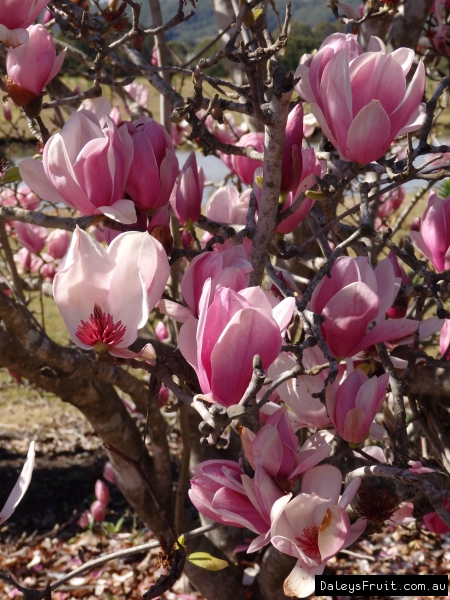 Magnolia Rustica Rubra