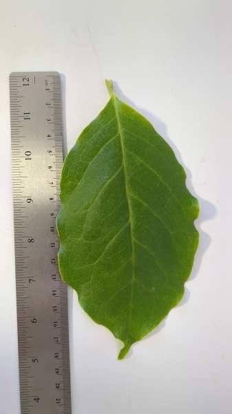 Leaf of the Magnolia soulangeana