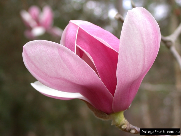 Magnolia soulangeana