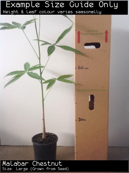 Malabar Chestnut For Sale (Size: Large) (Grown from Seed)