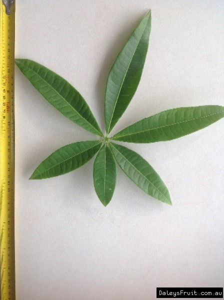 Leaf of the Malabar Chestnut