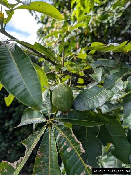 Chestnut pod developing against green palmate leaves
