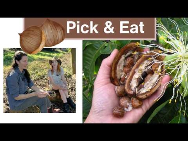 Video: Exploring the Malabar Chestnut at Tropical Fruit World
