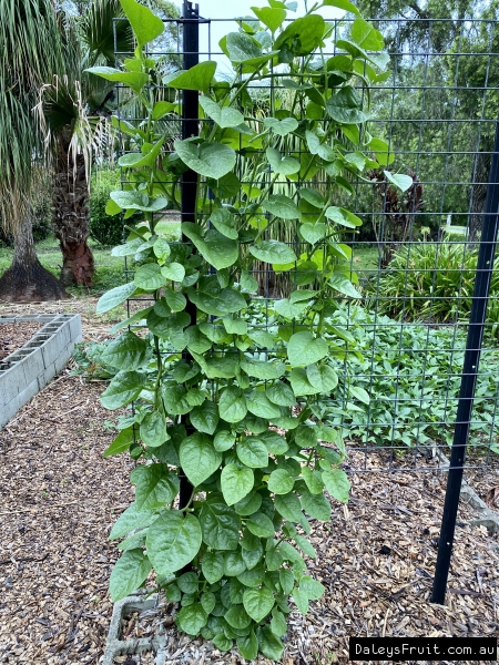 Malabah Spinach at Lismore NSW Australia growing up a trellis