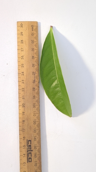 Leaf of the Malay Apple