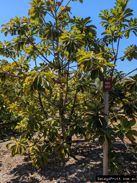 Mamey Sapote ripening on tree