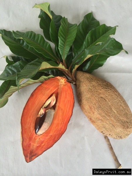 mammy Sapote - fruit