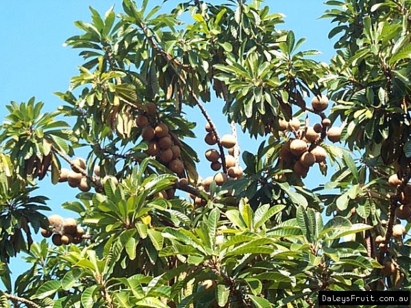 Mamey Sapote Fruit tree cropping at tropical fruit world back in the year 2000