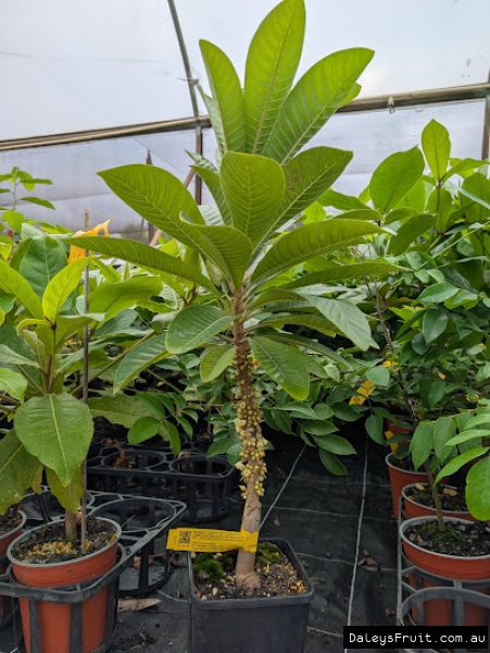 Young Grey Mamey showing dense cauliflorous flowers up short trunk.